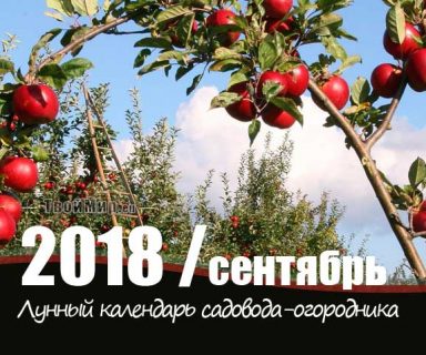 Лунный календарь садовода-огородника на сентябрь 2018 года