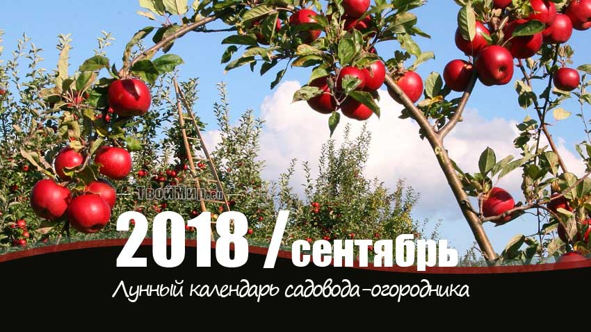 Лунный календарь садовода-огородника на сентябрь 2018 года